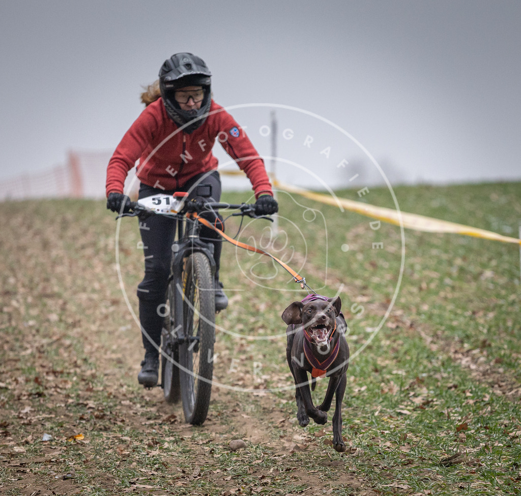 Pfotenfotografie_DV3A1072 | Hundefotografie, Tierfotograf, Pfotenfotografie, Fotoshooting Hund, Hunde Portrait, Hundesport, Hundeportraits, Heideshooting, Hunde, Sportfotograf, Hundefotograf, Turnierhundsport, THS,  - Realisiert mit Pictrs.com