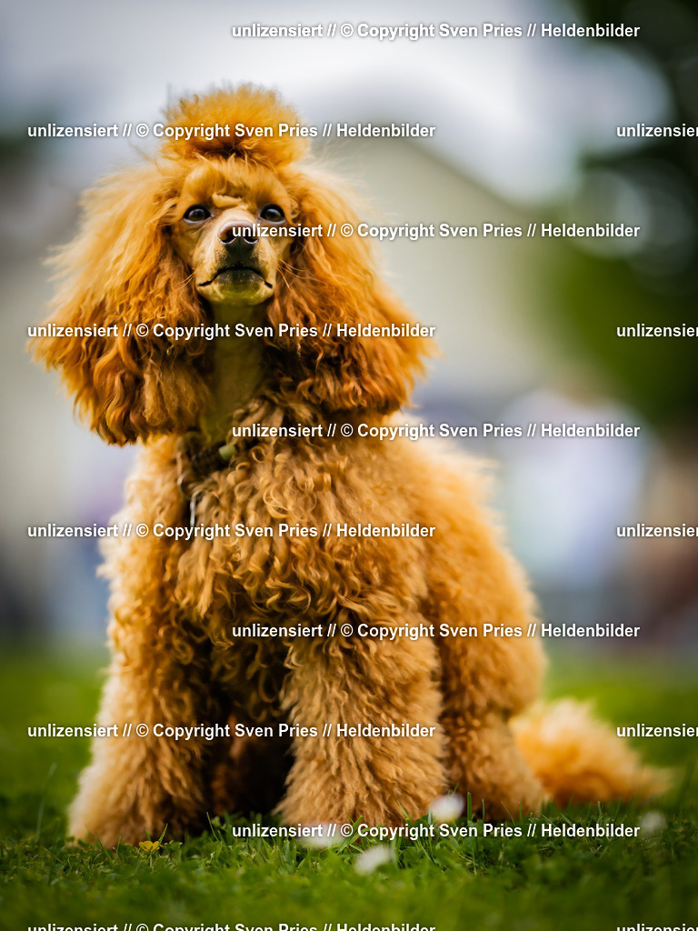 Sven Pries | 2025-05-29 - Pudelrennen KA-Durlach - Realisiert mit Pictrs.com