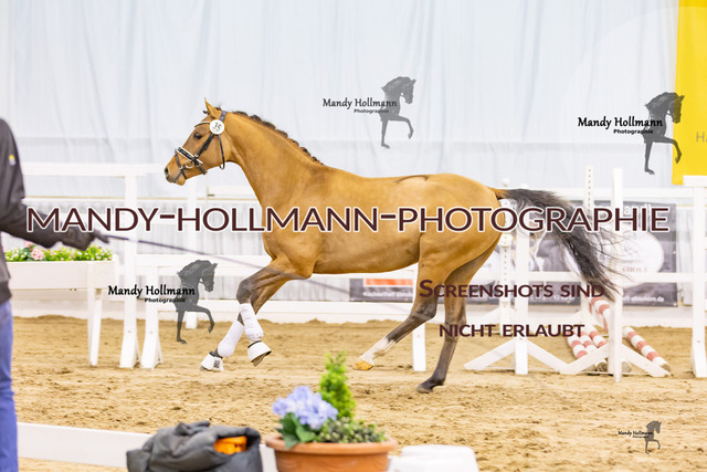 0P2A4638 | mandyhollmannphotographie