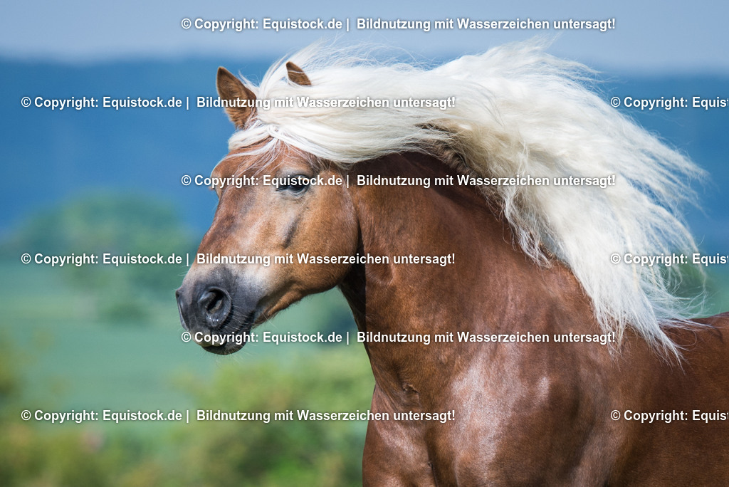 20150527_TOMsPiC_0165 | equistock