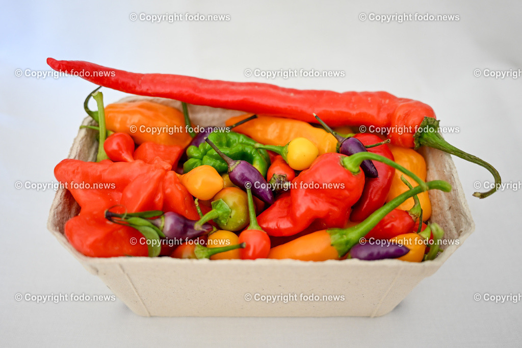 Landwirtschaft_ Gemuesebauer Spiesmayr_ 05.09.2023-32 | 05.09.2023, Wilhering, AUT, Landwirtschaft, Gemuesebauer Spiesmayr in Appersberg, im Bild Chilli