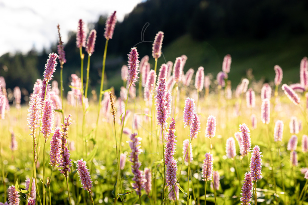 Wiesenknöterich | Bei Veröffentlichung des Bildes ist eine Namensnennung wie folgt erforderlich: 
Foto: Mostdirn Irmgard Wieser - Realisiert mit Pictrs.com