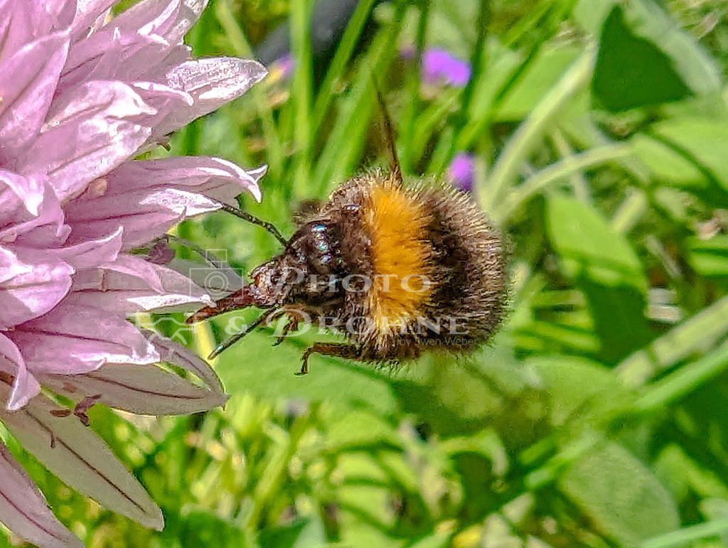 0001_Hummel_PXL_20240525_071242131-Verbessert-SR_8160 x 6144_ | Hummel an einer Blüte von Schnittlauch im Garten bei der Suche nach Nektar und Pollen. - Realisiert mit Pictrs.com