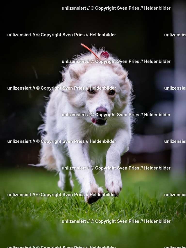 Sven Pries | 2024-10-19 - Hunderennen Ober-Grombach - Realisiert mit Pictrs.com