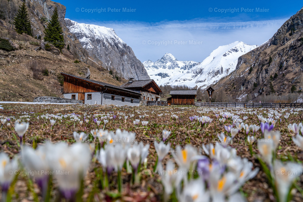 Lucknerhaus_Krokusse_24-3572 | piet_flosse
