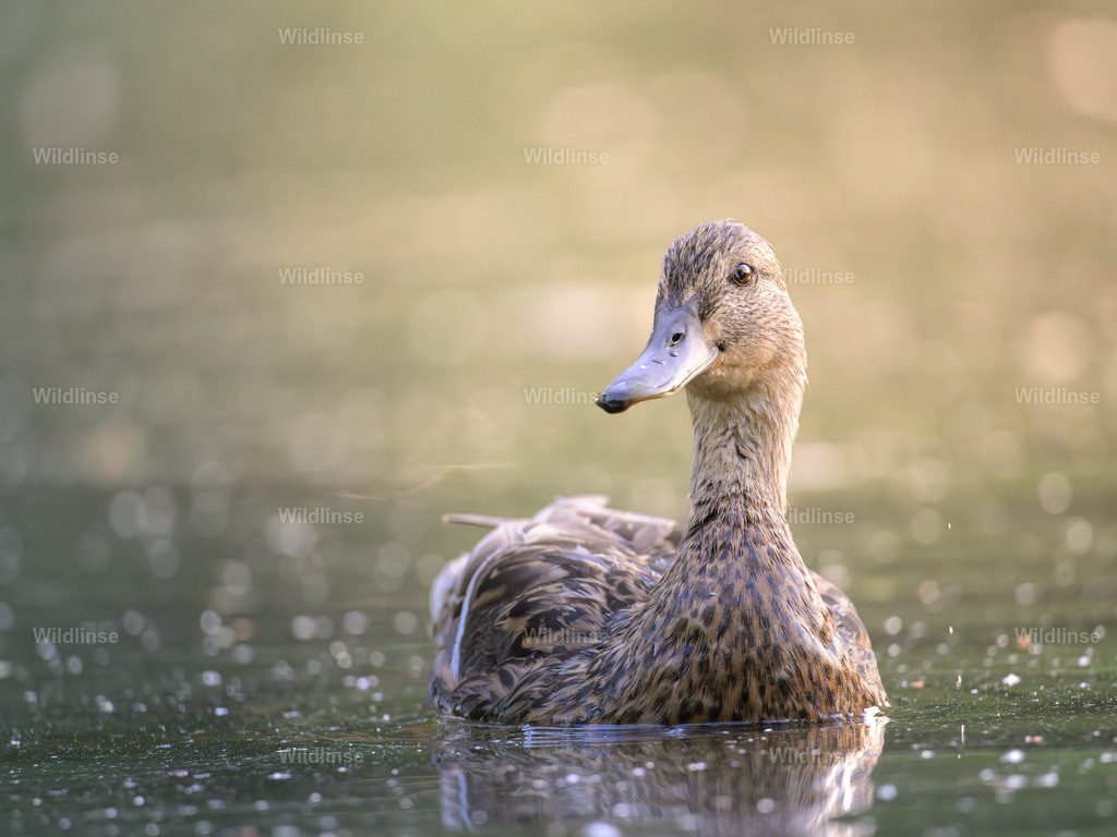Wildlinse-240626-1 | Willkommen bei Wildlinse. Wildtierfotografien aus Schleswig-Holstein: Entdecke einzigartige Fine-Art-Prints und Poster, die Ruhe, Wildnis und die Schönheit unserer heimischen Tierwelt in dein Zuhause bringen. - Realisiert mit Pictrs.com