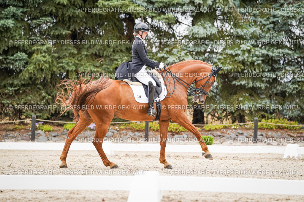 DSC05297 | Pferdegrafie