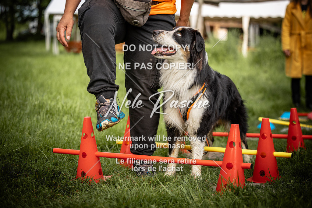 nelerasche_So-earlydog_62 | nelerasche