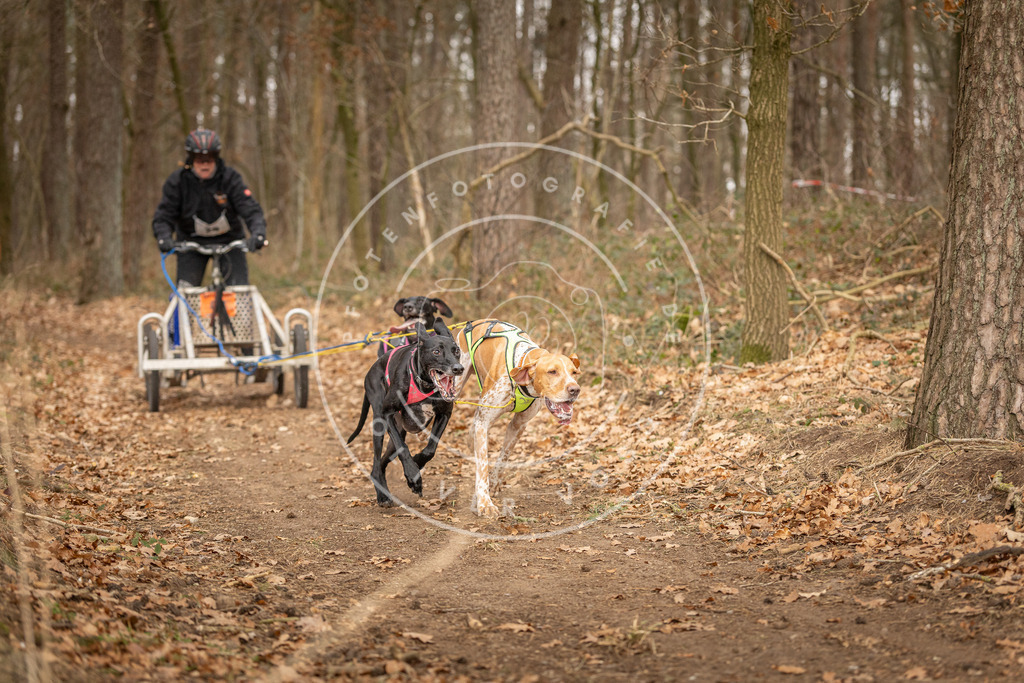 Pfotenfotografie_DV3A8804 | Hundefotografie, Tierfotograf, Pfotenfotografie, Fotoshooting Hund, Hunde Portrait, Hundesport, Hundeportraits, Heideshooting, Hunde, Sportfotograf, Hundefotograf, Turnierhundsport, THS,  - Realisiert mit Pictrs.com