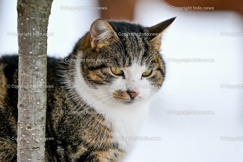 Slowakei_ Durcina_ Ranch Simba_ 06.01.2026-47 | 06.01.2026, Rajec, SVK, Themenbild, Katze, getigerte Katze, Hauskatze, Bauernhof, Scheune, Tierportraet, gemuetlich, laendlich, Natur, Haustier, Fell, Schnurrhaare, blicken, sitzen, Winter