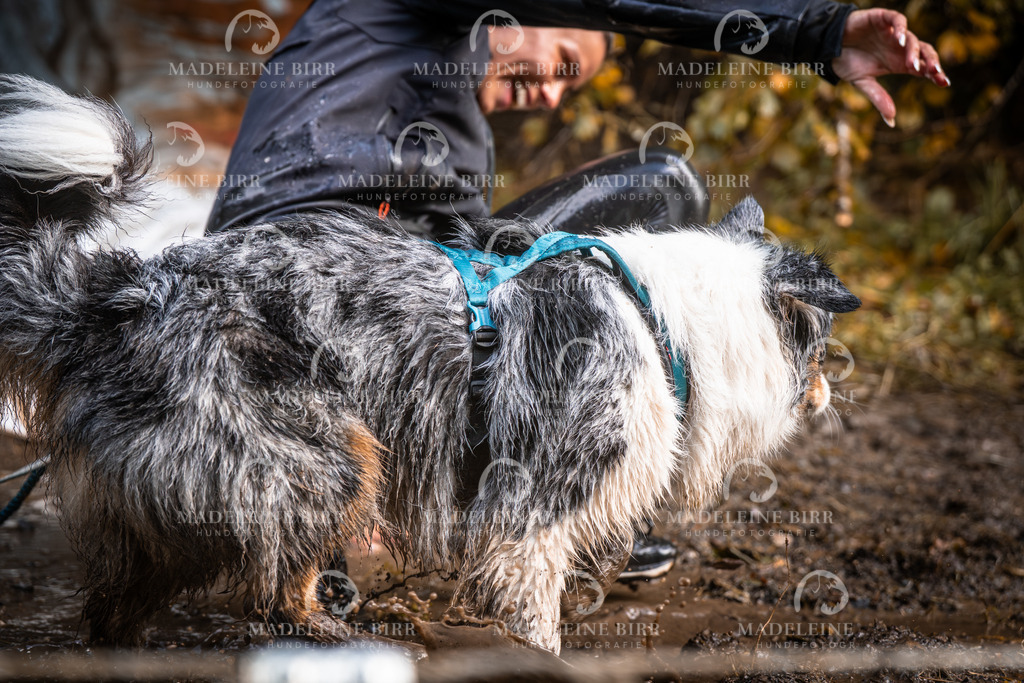 madeleinebirr-fotografie2025.campcanis.sa.15-16Uhr-405 | hundefotografie-birr