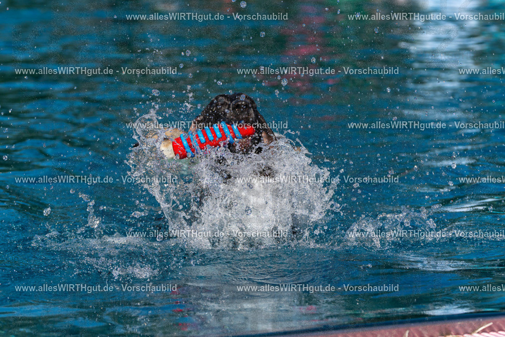 Hundeschwimmen_Volksbad_2026-allesWIRTHgut_Tierfotografie-2609061137-FAY06265 | Professionelle Tierfotografie in Mönchengladbach von Daniel Wirth (allesWIRTHgut). Liebevolle & natürliche Bilder von Hunden & Katzen für unvergessliche Erinnerungen.