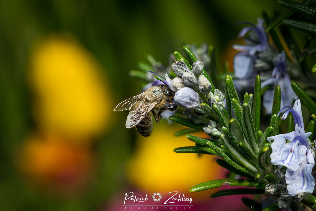 Workingbees-Zöchling (15) | Patrick Zöchling - Realisiert mit Pictrs.com