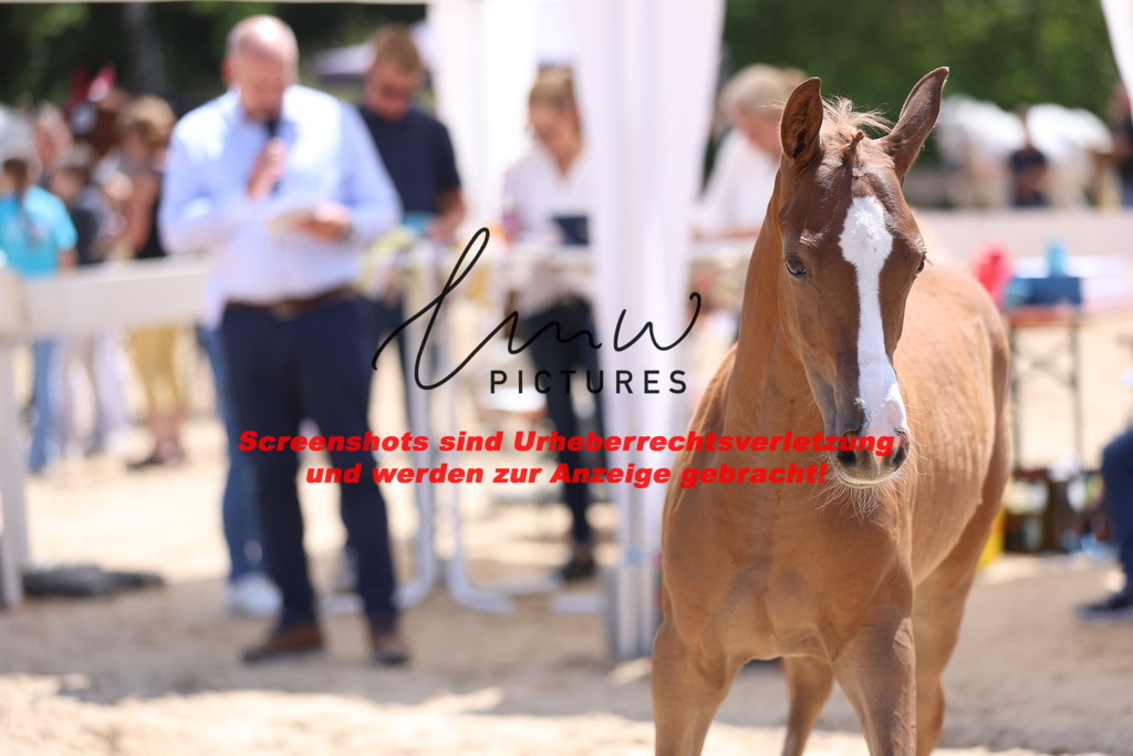 Fohlenschau_Schwäbisch_Hall_springbetonte_Fohlen_KN 54_19 | lmwpictures - Realisiert mit Pictrs.com