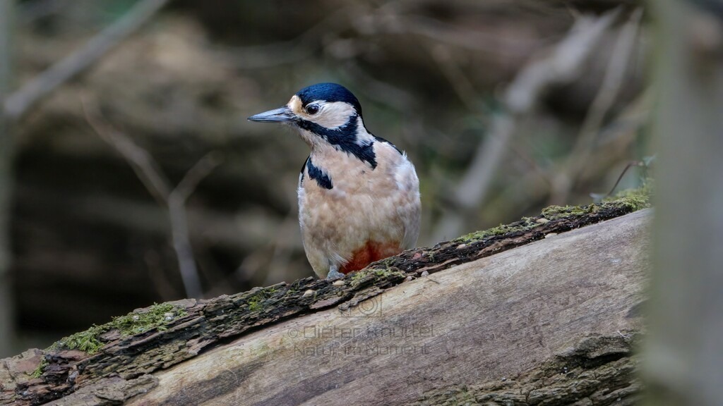P1003701-Bearbeitet-2024-LR | Natur im Moment - Realisiert mit Pictrs.com
