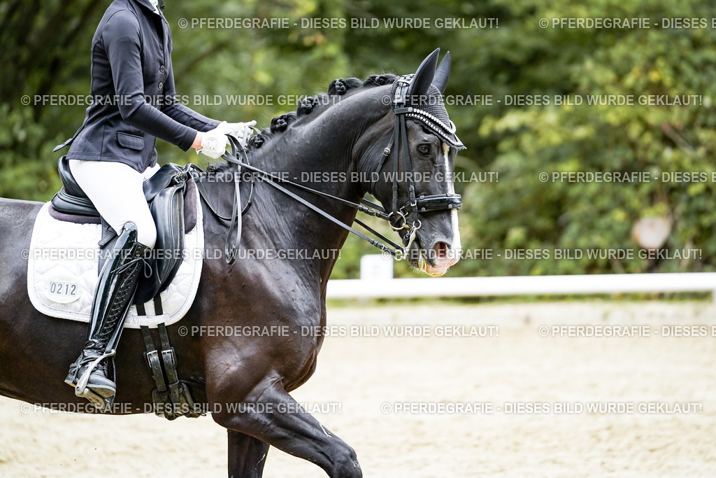 DSC06115 | Pferdegrafie