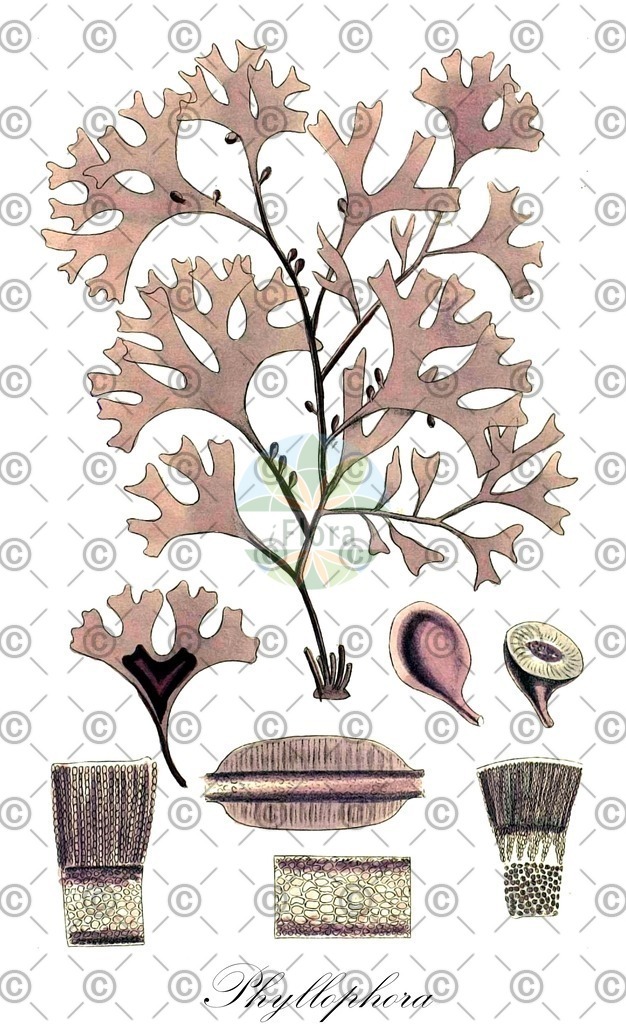 HistAbb_wfo-0000890297_1_ENZY_Simple | Historische Abbildung von Phyllophora - Phyllophoraceae (0) | Historical Illustration of Phyllophora - Phyllophoraceae (0)