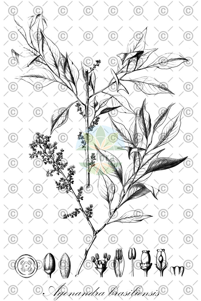 HistAbb_wfo-0000524450_1_ENZY_Simple | Historische Abbildung von Agonandra brasiliensis - Opiliaceae | Historical Illustration of Agonandra brasiliensis - Opiliaceae