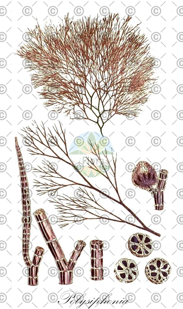 HistAbb_63P5D_4_ENZY_Simple | Historische Abbildung von Polysiphonia - Rhodomelaceae (0) | Historical Illustration of Polysiphonia - Rhodomelaceae (0)