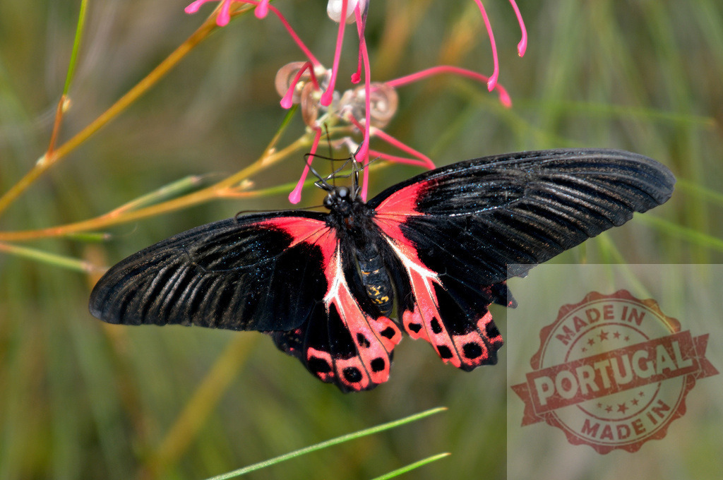 Pink rose butterfly feeding on grevillea flower in garden | Close-up of a pink rose butterfly with open wings, feeding on a pink grevillea flower in a natural garden setting - Realisiert mit Pictrs.com