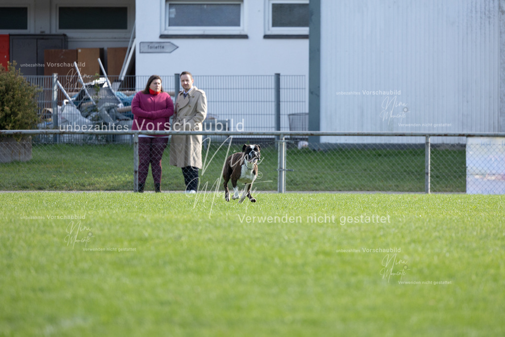 _16A6464 | Einzigartige Fotos von Hunden & Menschen –Actionfotos, Portraits, Vereinsaufnahmen & Paarshootings – authentisch, lebendig & mit Herz.