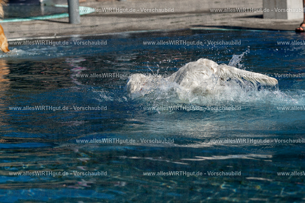 Hundeschwimmen_Volksbad_2026-allesWIRTHgut_Tierfotografie-2609061057-FAY06060 | Professionelle Tierfotografie in Mönchengladbach von Daniel Wirth (allesWIRTHgut). Liebevolle & natürliche Bilder von Hunden & Katzen für unvergessliche Erinnerungen.