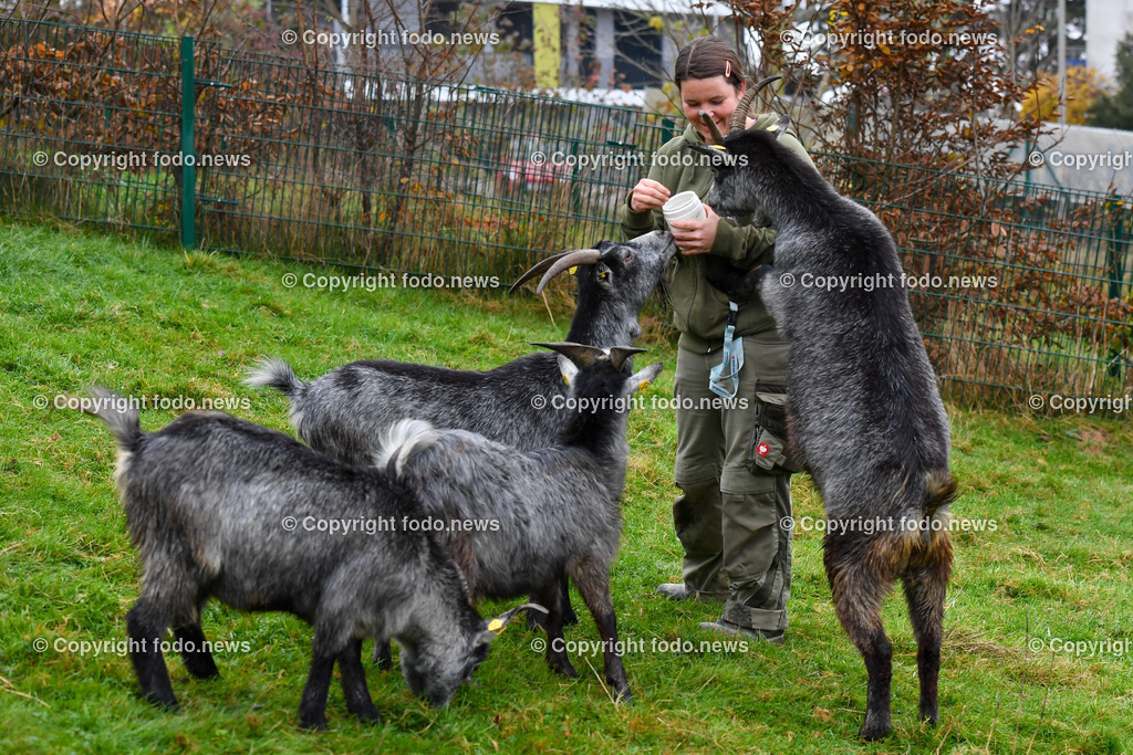 Zoo Linz_ 22.11.2022-10 | 22.11.2022, Zoo Linz, AUT, Schafe, Ziegen, roter Panda, im Bild Blobe Ziegen mit Tierpflegerin Julia