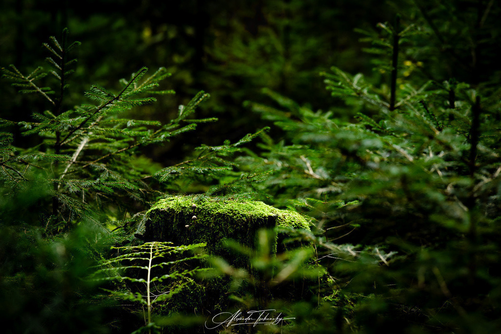 Spessart | Entdecken Sie die faszinierende Welt von Alexander Tschuncky Arts: Kreative Fotografie, atemberaubende Automobilkunst und hochwertiger Bilderdruck. Lassen Sie sich inspirieren! - Realisiert mit Pictrs.com