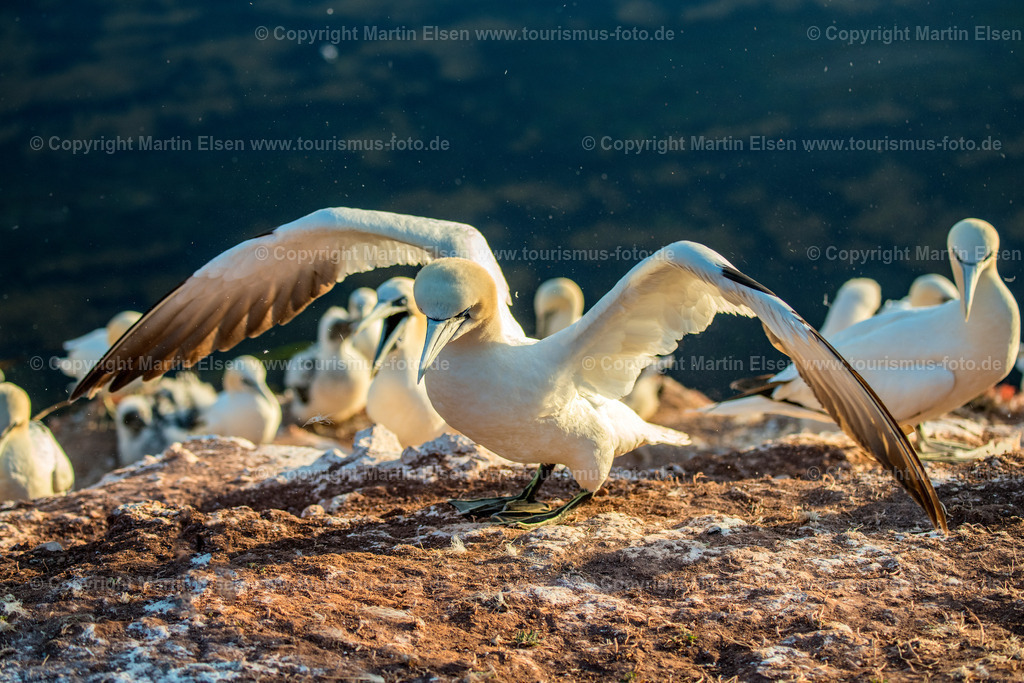 Helgoland Bastölpel_ELS_2898030818 | Helgoland - Aufnahmedatum: 01.08.2018, Aufnahmehöhe:  m, Koordinaten:  - , Bildgröße: 7664 x  5109 Pixel - Copyright 2018 by Martin Elsen, Kontakt: Tel.: +49 157 74581206, E-Mail: info@schoenes-foto.deSchlagwörter:Schleswig-Holstein,Landkreis Pinneberg,Düne,Hochseeinsel,Börteboote,Meer,Küste,Halunder,Oberland,Unterland,Strand,Seehunde,Robben,Lange Anna,Felsen,Roter Felsen,Luftbild,Luftbilder,Bastölpel - Realisiert mit Pictrs.com