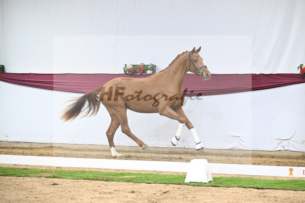 Kat-Nr. 135 Value x For Romance I_Drews Reutalmuehle eGbR_47254606 | hf-fotografie - Realisiert mit Pictrs.com