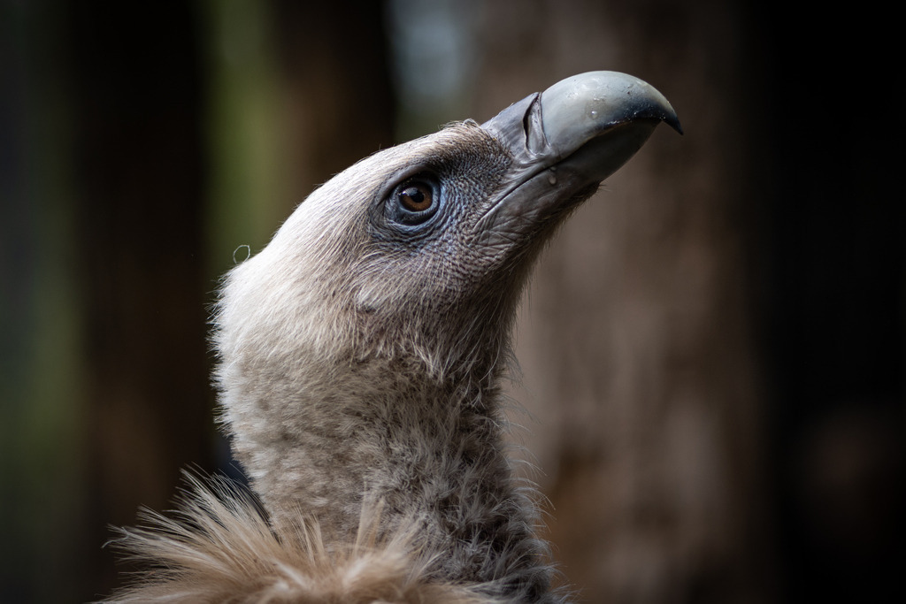 _DSC2684 | kaefersammler_roy - Realisiert mit Pictrs.com