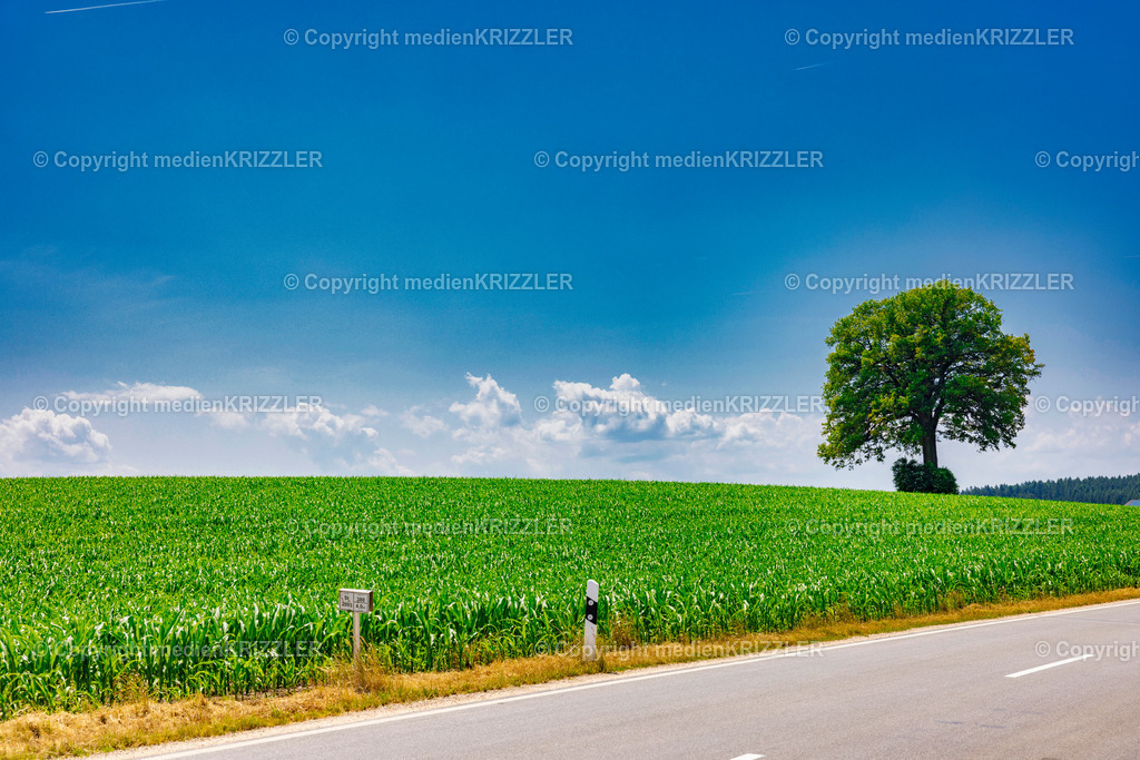 _J3A1321 | medienkrizzler - Realisiert mit Pictrs.com