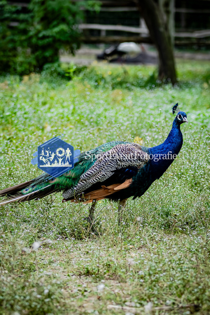 IMG_2769 | SportEventFotografie - Roman Stoiber