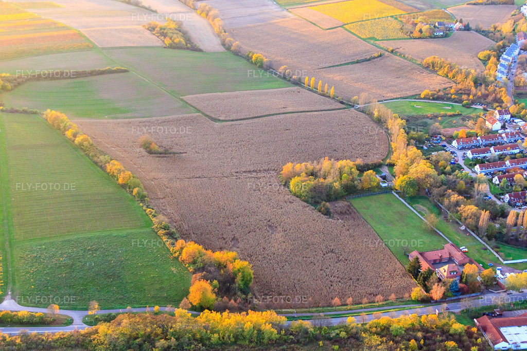 Luftbild: Maisfeld am Birnbach in Landau in der Pfalz im Bundesland Rheinland-Pfalz in Deutschland. Foto: IMG_60825.jpg vom 09.11.2013 durch Werner Riehm/FLY-FOTO.deAuflösung des Originals: 4752 x 3168 px
