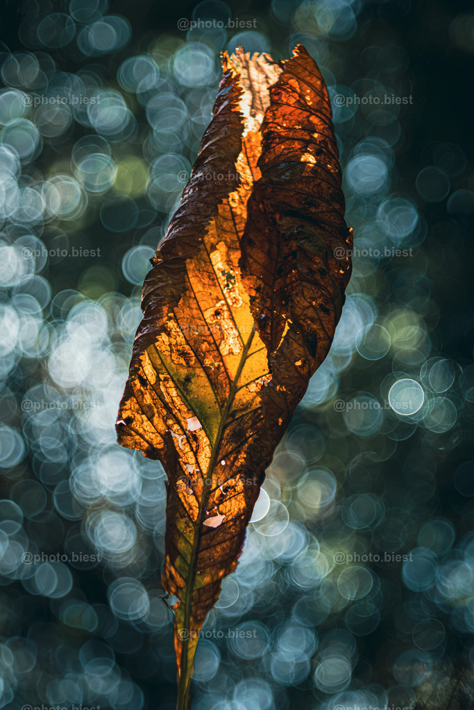 Seifenblasenherbst | Ein verweltes Kastanienblatt, mit Sonnenlicht durchflutet. - Realisiert mit Pictrs.com