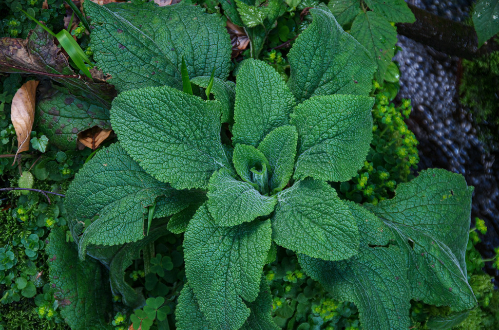 Blattrosette des roten Fingerhut | Im oberen Gaistal bei Bad Herrenalb fand ich diese schöne Blattrosette eines roten Fingerhuts neben einem Bachlauf. Die Details der Blätter finde ich sehr faszinierend. - Realisiert mit Pictrs.com