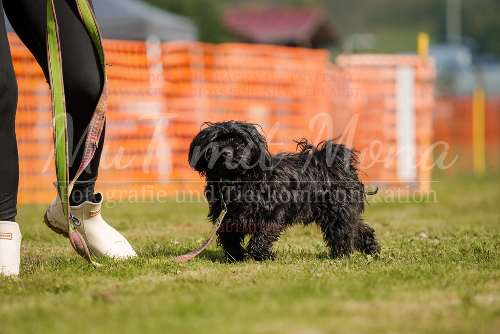 20250928_Hunderennen-221 | MuT (Mensch und Tier) mit Mona - Fotografie und Tierkommunikation - Realisiert mit Pictrs.com