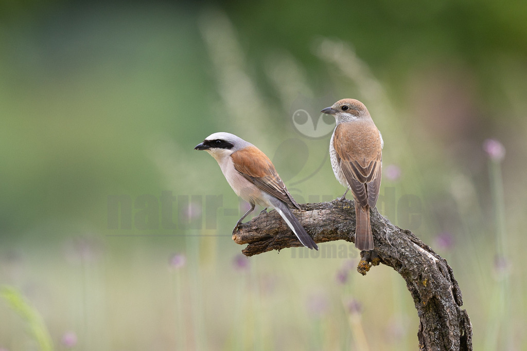 R6NF4690_20240530 | Obwohl der Neuntöter kaum größer ist als ein Spatz, gehören große Libellen, kleine Mäuse und Jungvögel zu seinen Beutetieren. Von einem Aussichtspunkt aus beobachtet er den Boden im nahen Umkreis. Wenn er eine Maus entdeckt hat, stürzt er sich auf sie und tötet sie mit seinem spitzen Schnabel, ähnlich wie ein großer Raubvogel. Insekten fängt der Neuntöter im Flug.  - Realisiert mit Pictrs.com