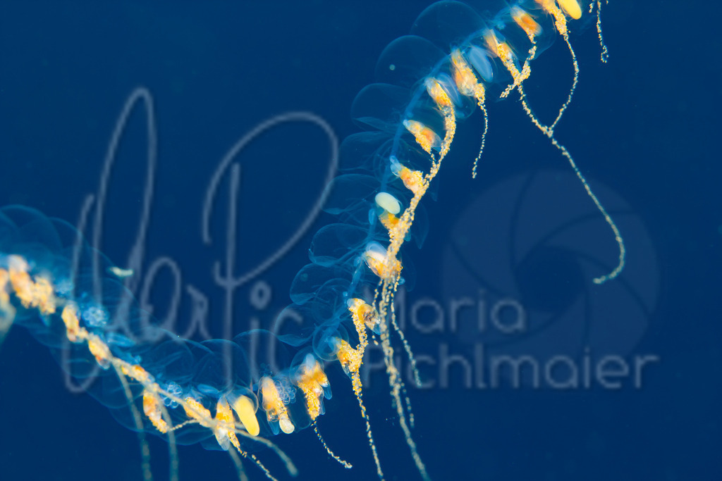 Praya dubia | Riesenstaatsqualle - Realisiert mit Pictrs.com