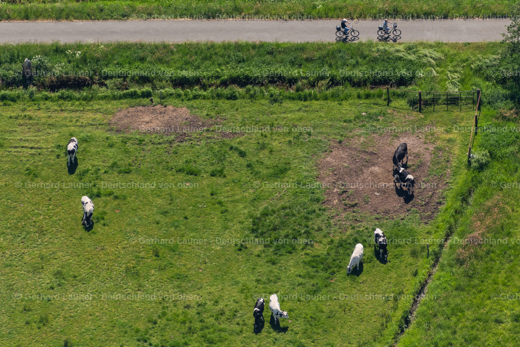 4028886 | BREMEN 01.06.2020 Grasflächen- Strukturen einer Wiesen- Weide mit Kuh - Herde im Ortsteil Borgfeld in Bremen, Deutschland. // Grass area-structures meadow pasture with cow - herd in the district Borgfeld in Bremen, Germany. Foto: Gerhard Launer