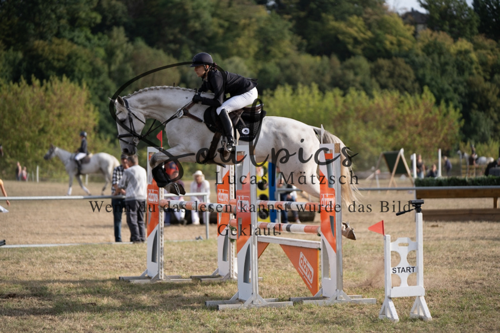 A7V09796 | Pferdefotograf