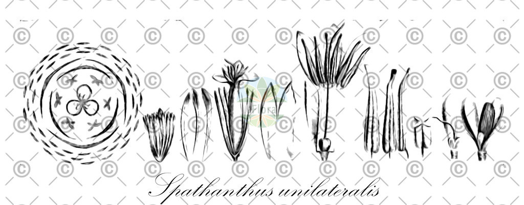 HistAbb_wfo-0000311959_1_ENZY_Simple | Historische Abbildung von Spathanthus unilateralis - Rapateaceae | Historical Illustration of Spathanthus unilateralis - Rapateaceae