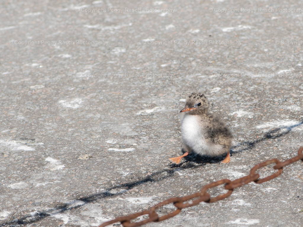 Küstenseeschwalbe | Küstenseeschwalbe - Realisiert mit Pictrs.com