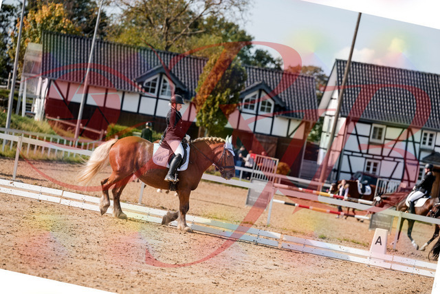2026_10_03_Siefer-Hof_130250_Z63_64278627 | Professionelle Reitsport-, Turnier- und Eventfotografie von Robert Broda. Galerien mit ausgewählten und bearbeiteten Bildern direkt online ansehen und bestellen.