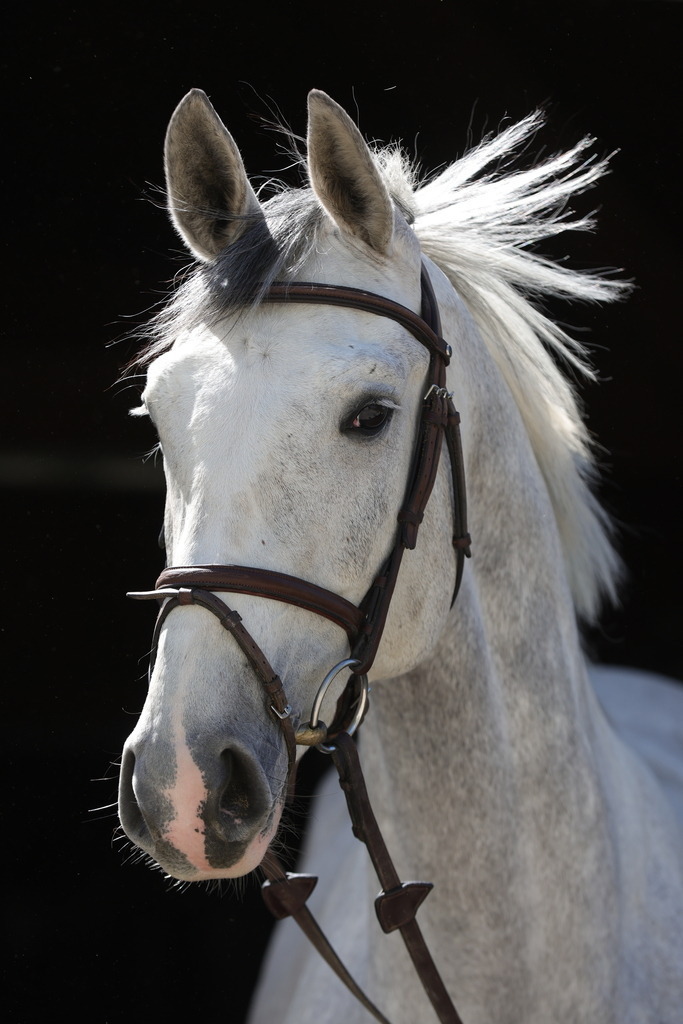 0P6A8892 | Willkommen bei Brunnmayr - Design & Fotografie – Ihrem Spezialisten für Reitturniere und Pferdeveranstaltungen in Oberösterreich, Salzburg und Bayern! Seit über 17 Jahren sind wir leidenschaftlich dabei.