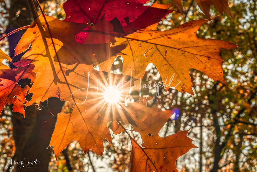 DSC04023 | Landschaftsfotografie, Naturfotografie - Realisiert mit Pictrs.com