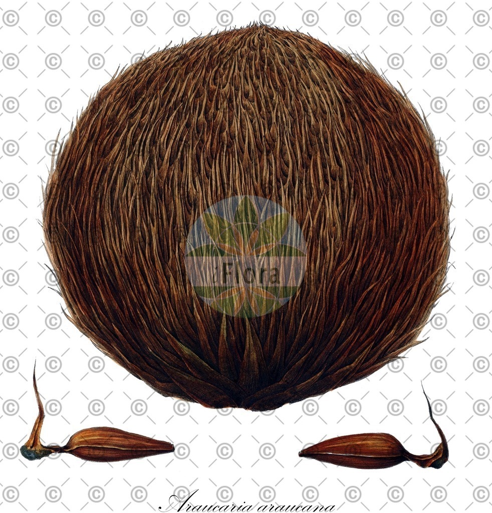 HistAbb_wfo-0000260165_2_ENZY_Simple | Historische Abbildung von Araucaria araucana - Araucariaceae (Andentanne) | Historical Illustration of Araucaria araucana - Araucariaceae (monkey-puzzle;chile pine;monkey-puzzle araucaria)