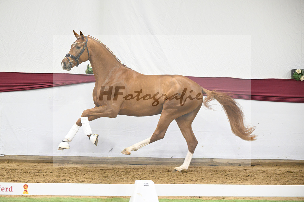 Kat-Nr. 22 Secret x Revolution_Gestuet Greim_47250645 | hf-fotografie - Realisiert mit Pictrs.com