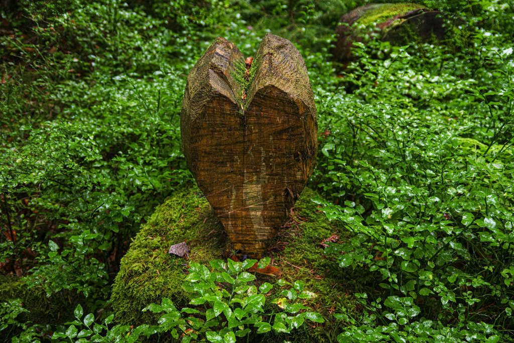 Holzherz im Grünen | Dieses Holzherz entdeckte ich an einem regnerischen Tag bei einer Wanderung im Schwarzwald. Ein passendes Symbol für all jene, die auch bei Regen gerne im Wald spazieren gehen. - Realisiert mit Pictrs.com