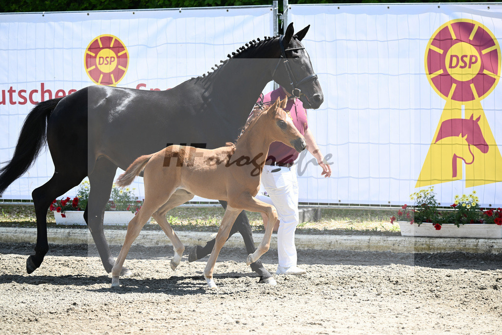 Kat-Nr. 26 SF DSP Feliciano_Ehrle_12230627 | hf-fotografie - Realizzato con Pictrs.com